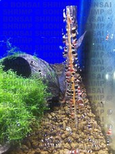 10 Large Protein Mix Red