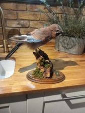 Taxidermy Jay Garrulus