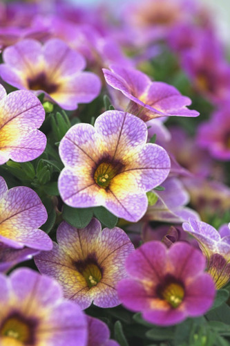 Million bells trailing - million,