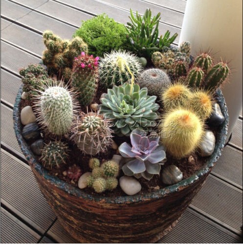 Succulents cactus crown - ,