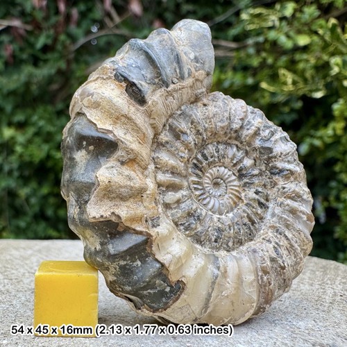 Rare oistoceras figulinum - rare,