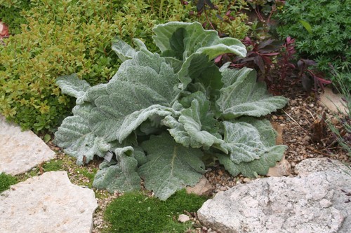 Salvia argentea plug plants - salvia, 6