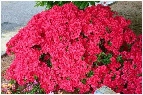9cm pot azalea - [9cm, pot]