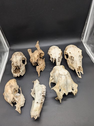British fallow deer skull - british,
