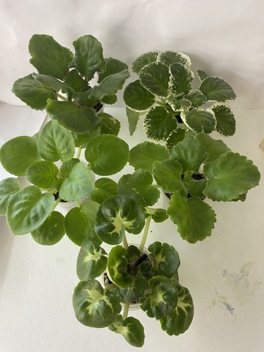 Set young plants - of,