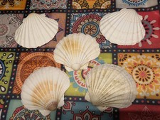 5 X Large Scallop Shells