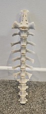Natural Sheep Vertebrae Spine