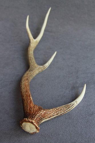 Sika deer antler naturally - sika,