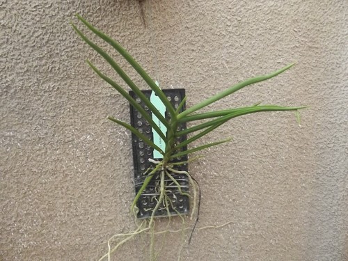 Rare luisia thailandica - rare,