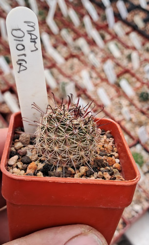 Mammillaria dioica 6cm - ,