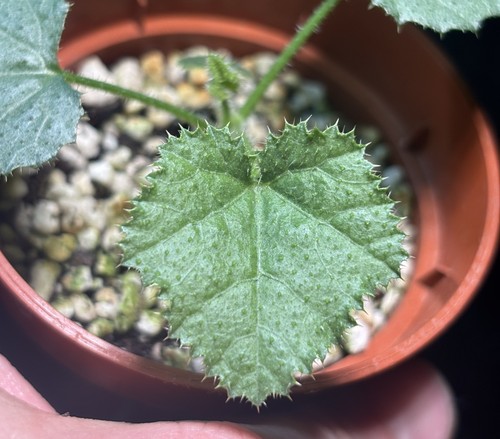 Rare dendrosicyos socotranus - dendrosicyos,