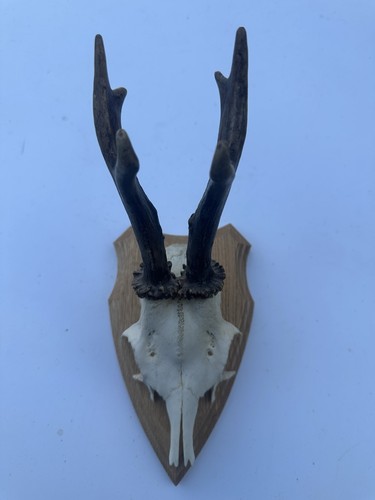 Wall mounted roe buck deer - mounted,