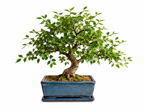 Chinese elm bonsai tree - tree, live