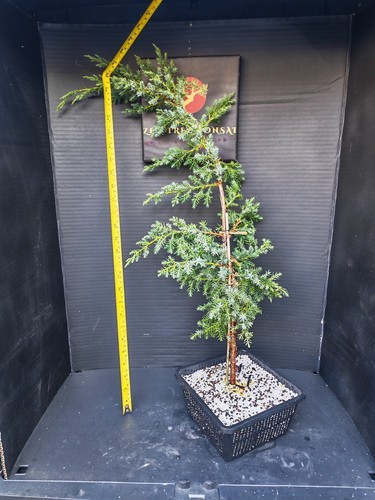 Juniper raw material - raw, for