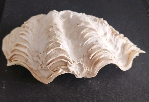 Tridacna clam shell nautical - clam,