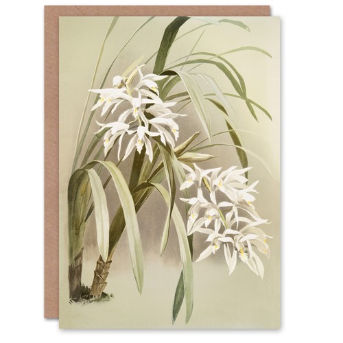 Frederick sander cymbidium - sander,