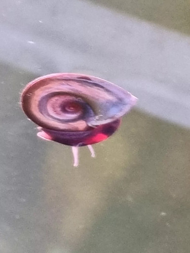 Ramshorns snails for - ramshorns,