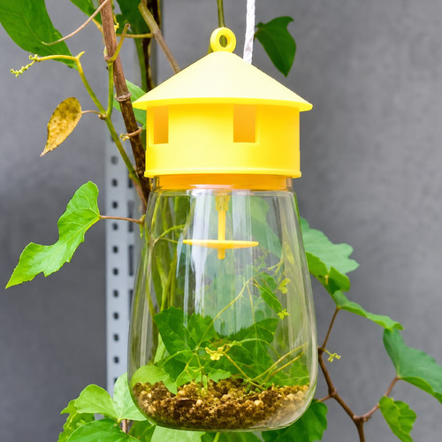 Reusable fruit fly trap - reusable,