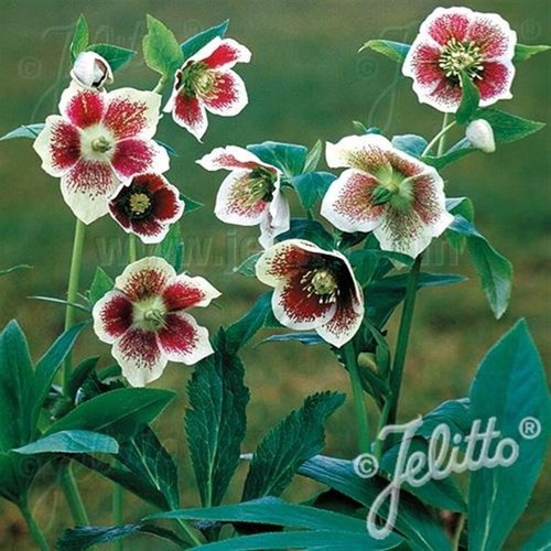 Hellebore single white - hellebore, ‘single