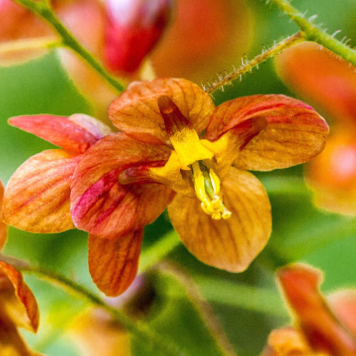 Epimedium orange queen - epimedium, plant