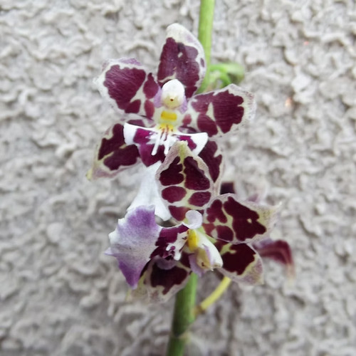 Oncidium guann shin - oncidium,