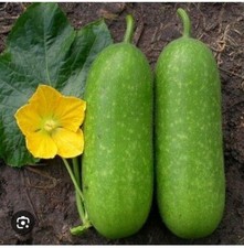 Wax Gourd - Bangladeshi Asian
