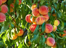 Dwarf Peach HEIRLOOM ENGLISH BLUSH Tree SEED Sweet Peaches Fruit ORGANIC Non-GMO