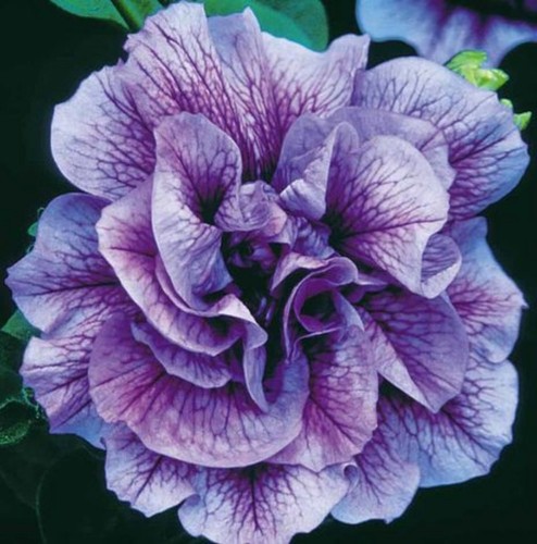 Hanging basket flower - hanging,