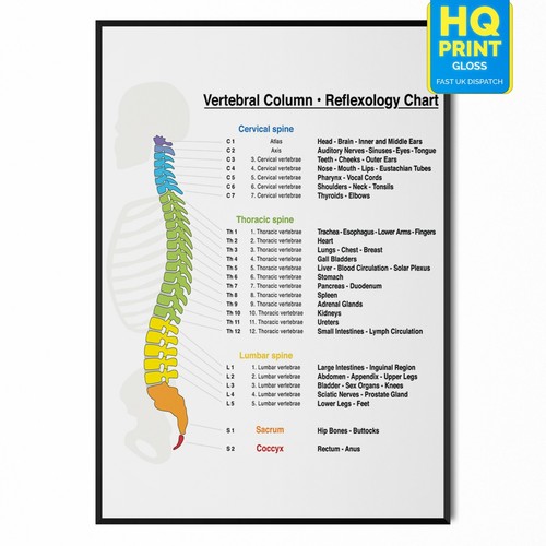 Vertebral column spine - column,