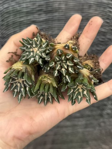 8years 1pcs ariocarpus - 6-8years,