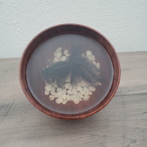 Black moor goldfish resin - moor,