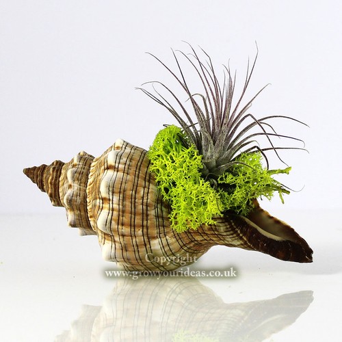 Tillandsia air plant kit - tillandsia,