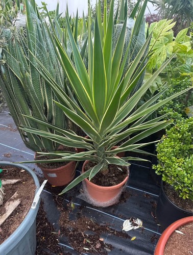 Variegated yucca striking - •,