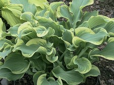 Hosta whee!  ( Pot Grown