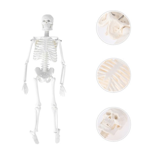 Human skeleton model - skeleton, durable