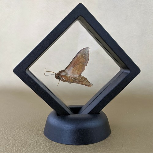 Virginia creeper moth floating - virginia,