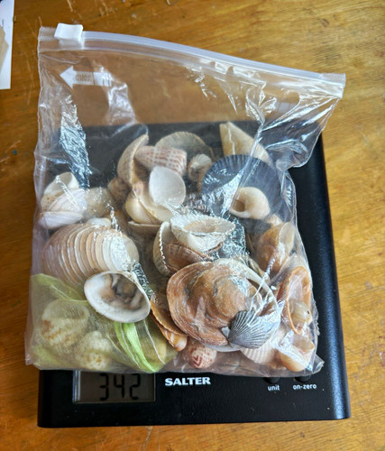 Mixed craft seashells - mixed,