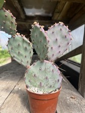 Opuntia Rita, Santa Rita, Purple Prickly Pear
