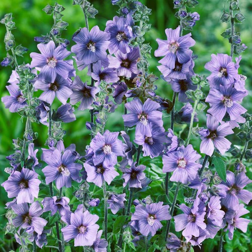 Lavatera blue bird - lavatera, bird'