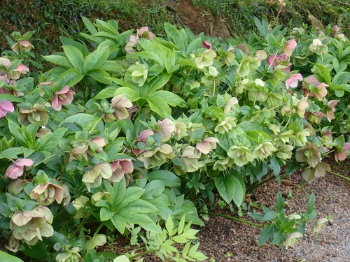Mixed hellebore christmas - 3,