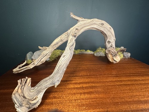 Manzanita driftwood - 27”,