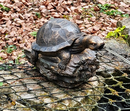 Pond spitter turtle - on, log