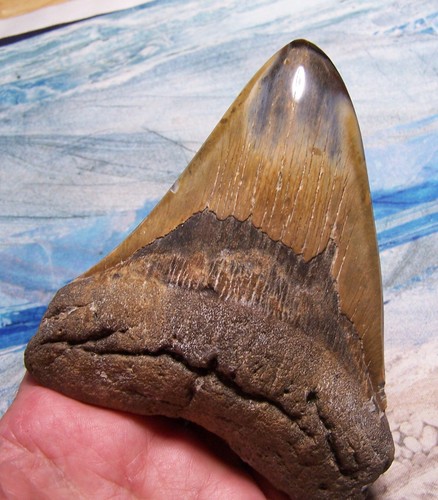 Megalodon shark tooth - megalodon,