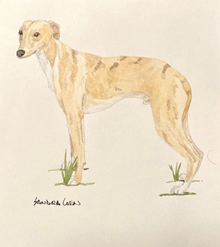 Whippet original watercolor - whippet,