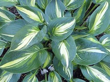 Hosta Magic island  (Pot Grown
