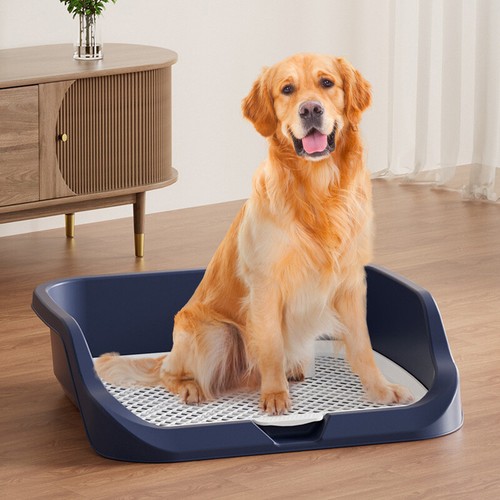 Dog training toilet - toilet, indoor