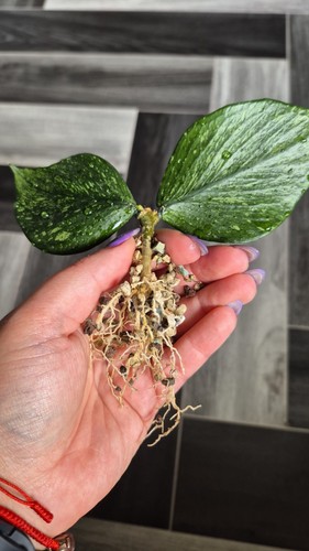 Hoya polyneura silver - polyneura,