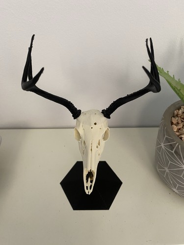 Replica deer skull - replica,