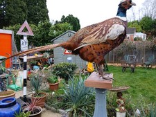 Taxidermy Common Ringneck