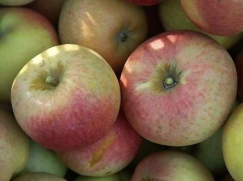 Popular 3ft fruit tree - 1, 3ft fruit